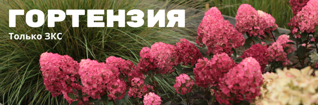 гортензия.png гортензия.png