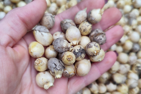 Лук декоративный смесь (1).jpg Лук декоративный смесь (1).jpg