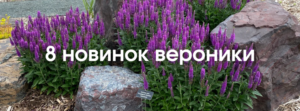 8 новинок вероники.png