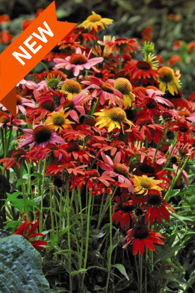 Эхинацея Шайенн Спирит.png