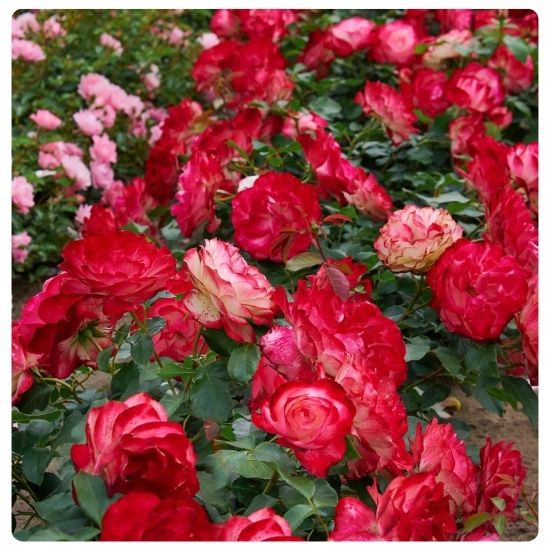 Юбилей Принца Монако.jpg Юбилей Принца Монако.jpg