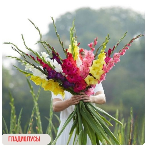 гладиолусы (15).jpg гладиолусы (15).jpg