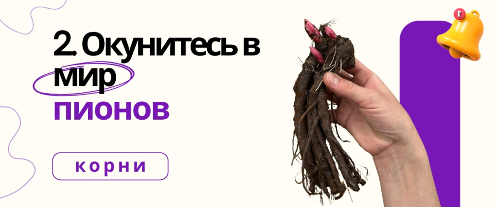 мир пионов (1200 x 500 пикс.).jpg