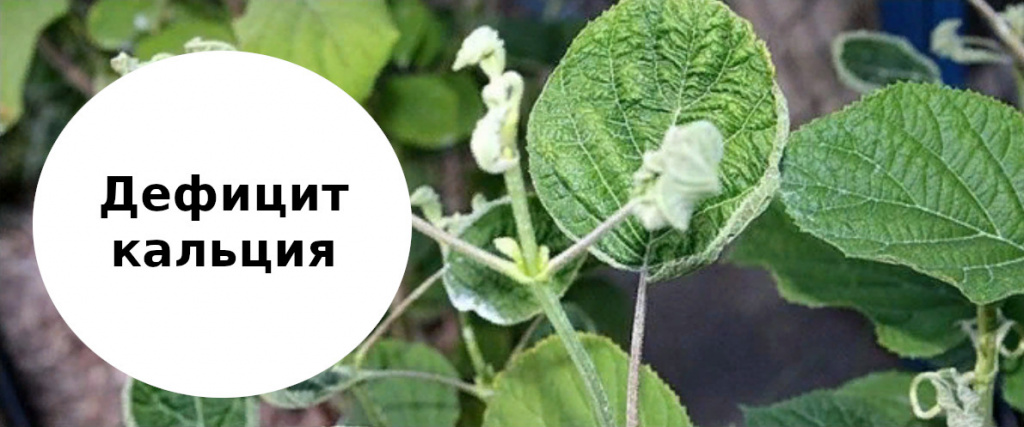 дефицит кальция у гортензии