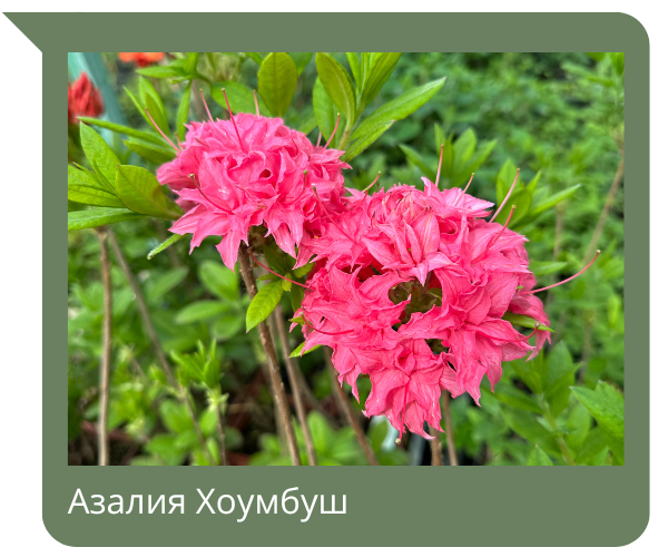 азалия.png азалия.png