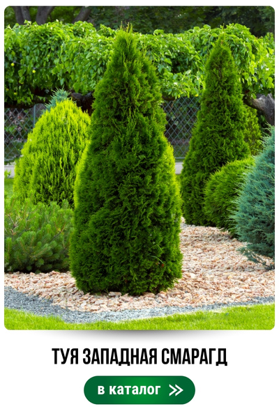 туя.jpg туя.jpg