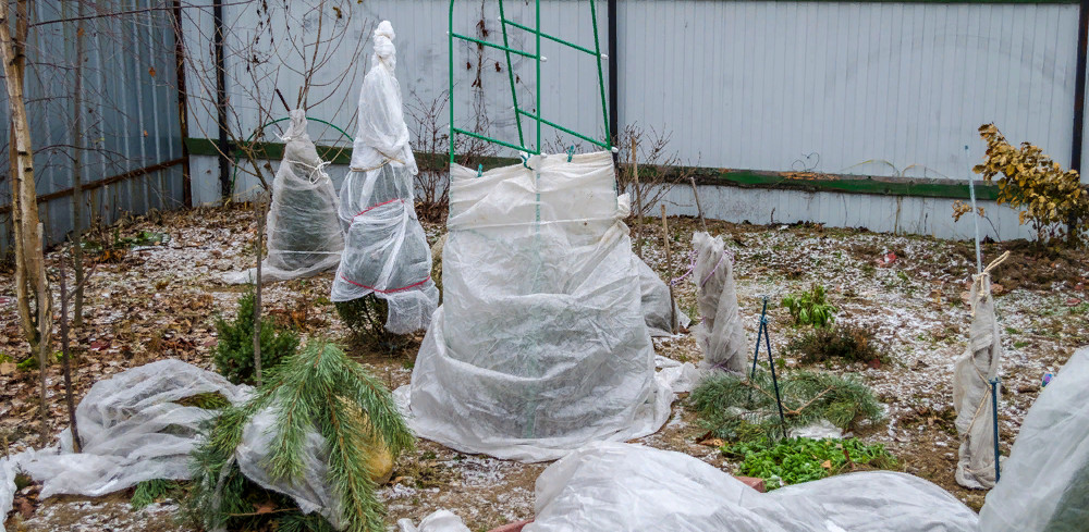 зимовка клематиса