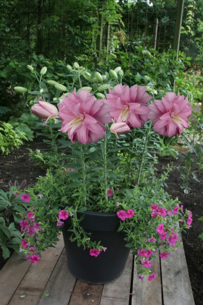 Лотус Бриз.jpg Лотус Бриз.jpg