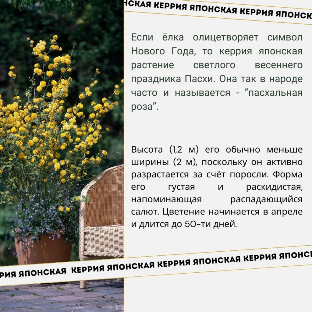 керрия японская .jpg