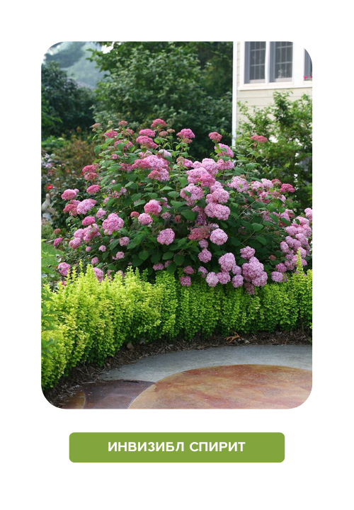 инвизибл спирит.png
