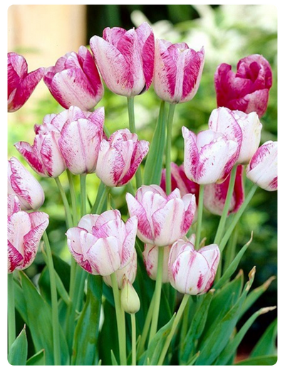 Toucan.png Toucan.png