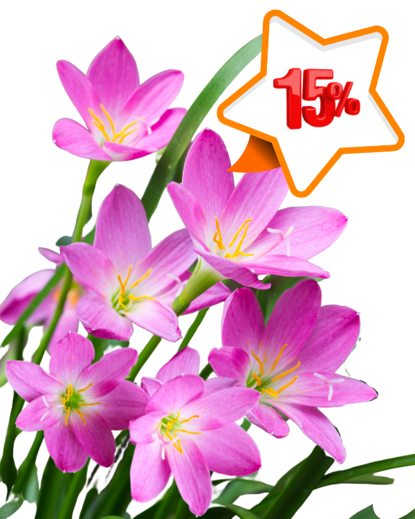 зефиирантес.png зефиирантес.png