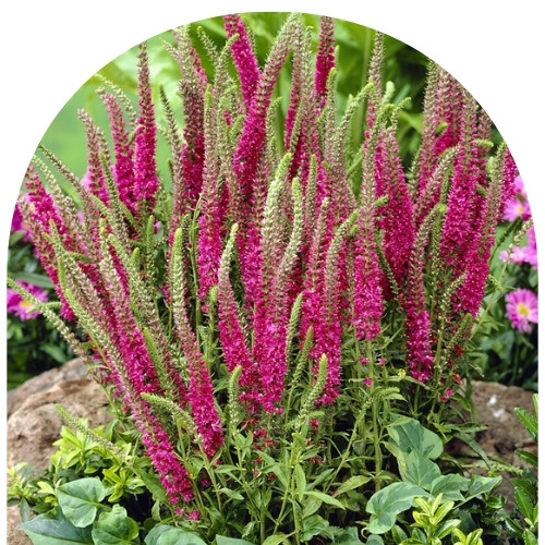 Вероника колосистая Ротфукс (500 x 500 пикс.).jpg Вероника колосистая Ротфукс (500 x 500 пикс.).jpg