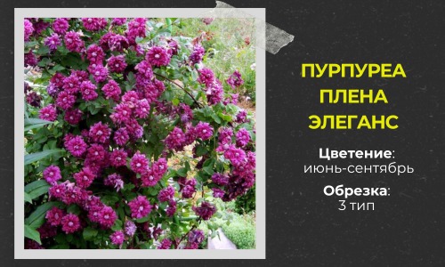 Пурпуреа Плена Элеганс (300 x 600 пикс.).jpg Пурпуреа Плена Элеганс (300 x 600 пикс.).jpg