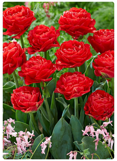 Миранда (400 x 550 пикс.).jpg