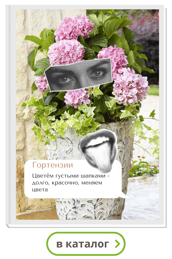 гортензии.png гортензии.png