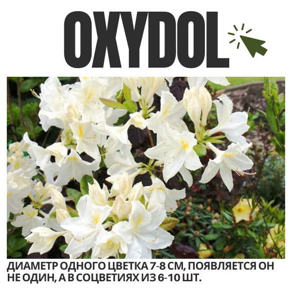 Oxydol.png Oxydol.png