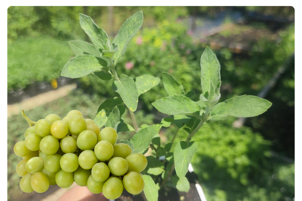 мята белый виноград.png