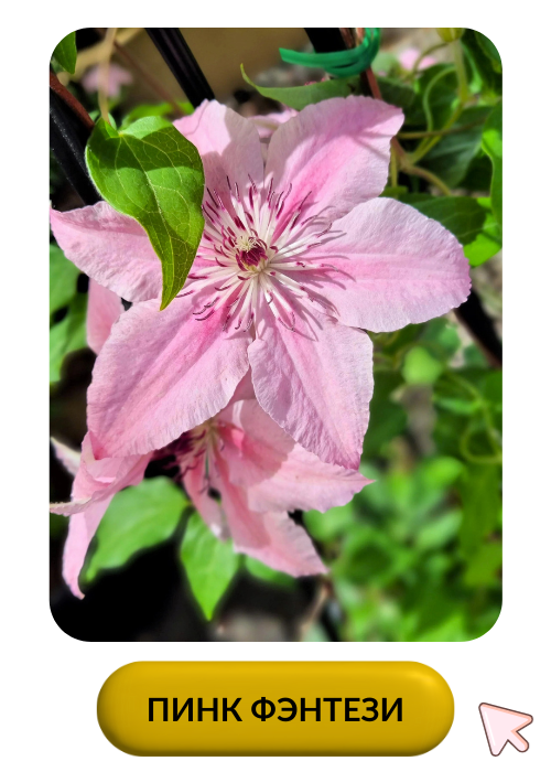 Пинк Фэнтези.png Пинк Фэнтези.png