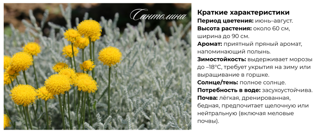 Сантолина.png Сантолина.png