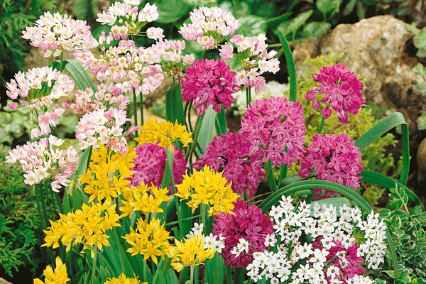 Лук декоративный смесь (2).jpg Лук декоративный смесь (2).jpg