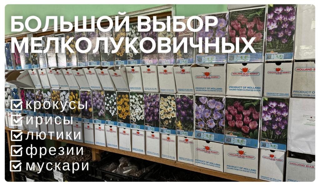 Мелколуковичные (1).png