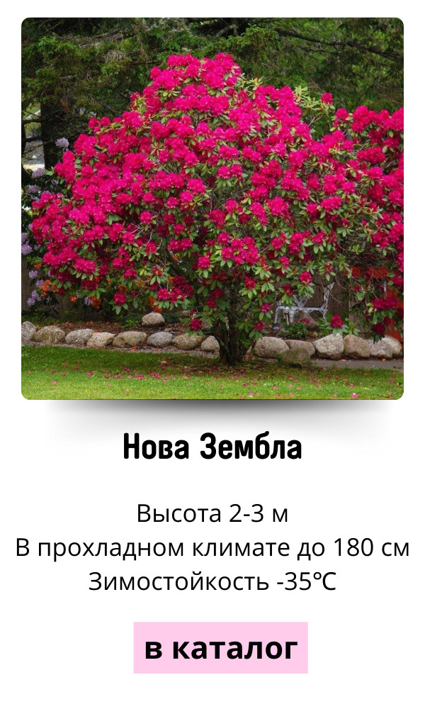 Нова Зембла.png Нова Зембла.png