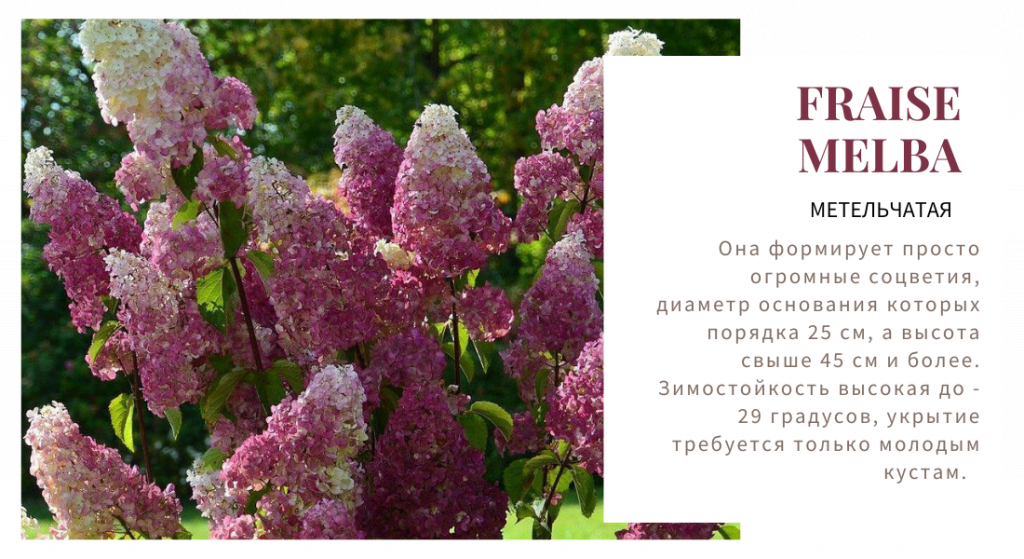 фрайз мельба.png