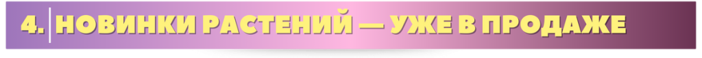 новинки.png новинки.png
