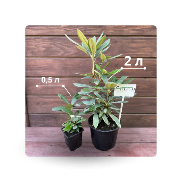 0,5 л (600 x 600 пикс.) (1).png 0,5 л (600 x 600 пикс.) (1).png