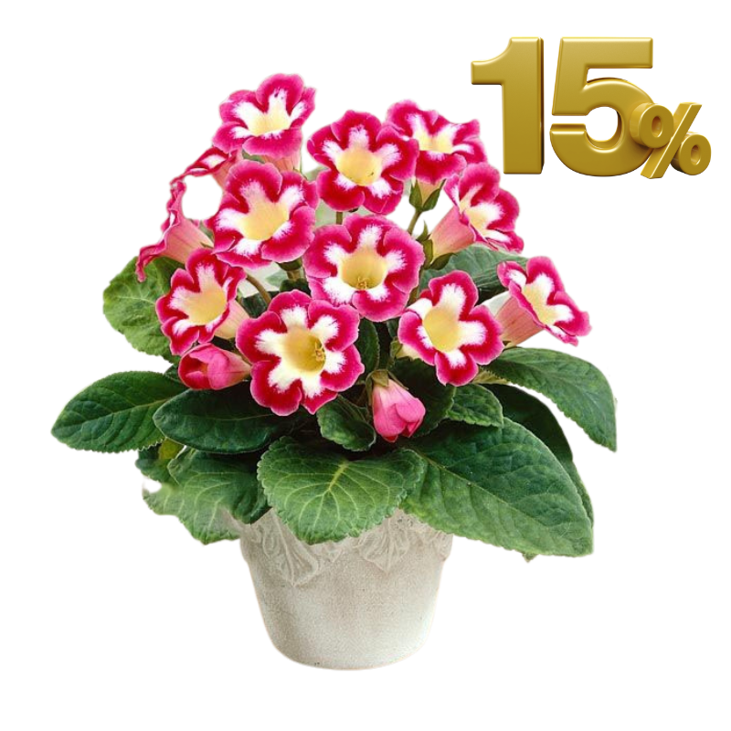 глоксиния.png глоксиния.png