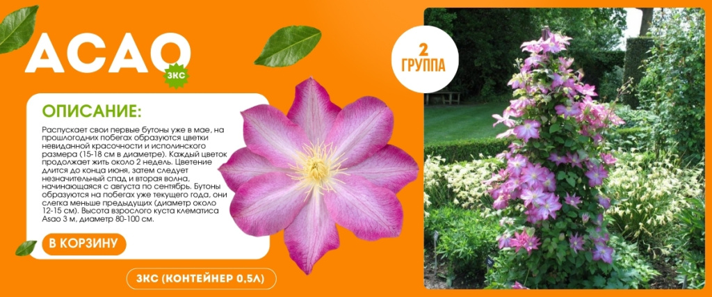 асао (1200 x 500 пикс.) (1).jpg асао (1200 x 500 пикс.) (1).jpg