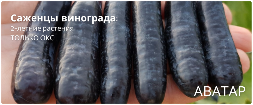 виноград.png виноград.png