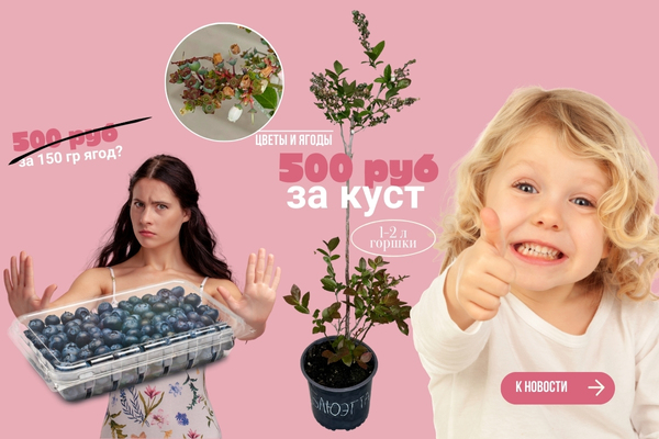 Вся голубика ПО 500 РУБ! Майская РАСПРОДАЖА! фото Вся голубика ПО 500 РУБ! Майская РАСПРОДАЖА! фото