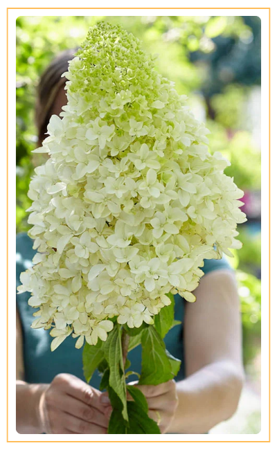 Скайфол (400 x 650 пикс.).png