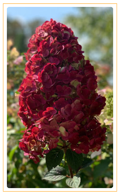 Samarskaya Lydia (400 x 650 пикс.).png