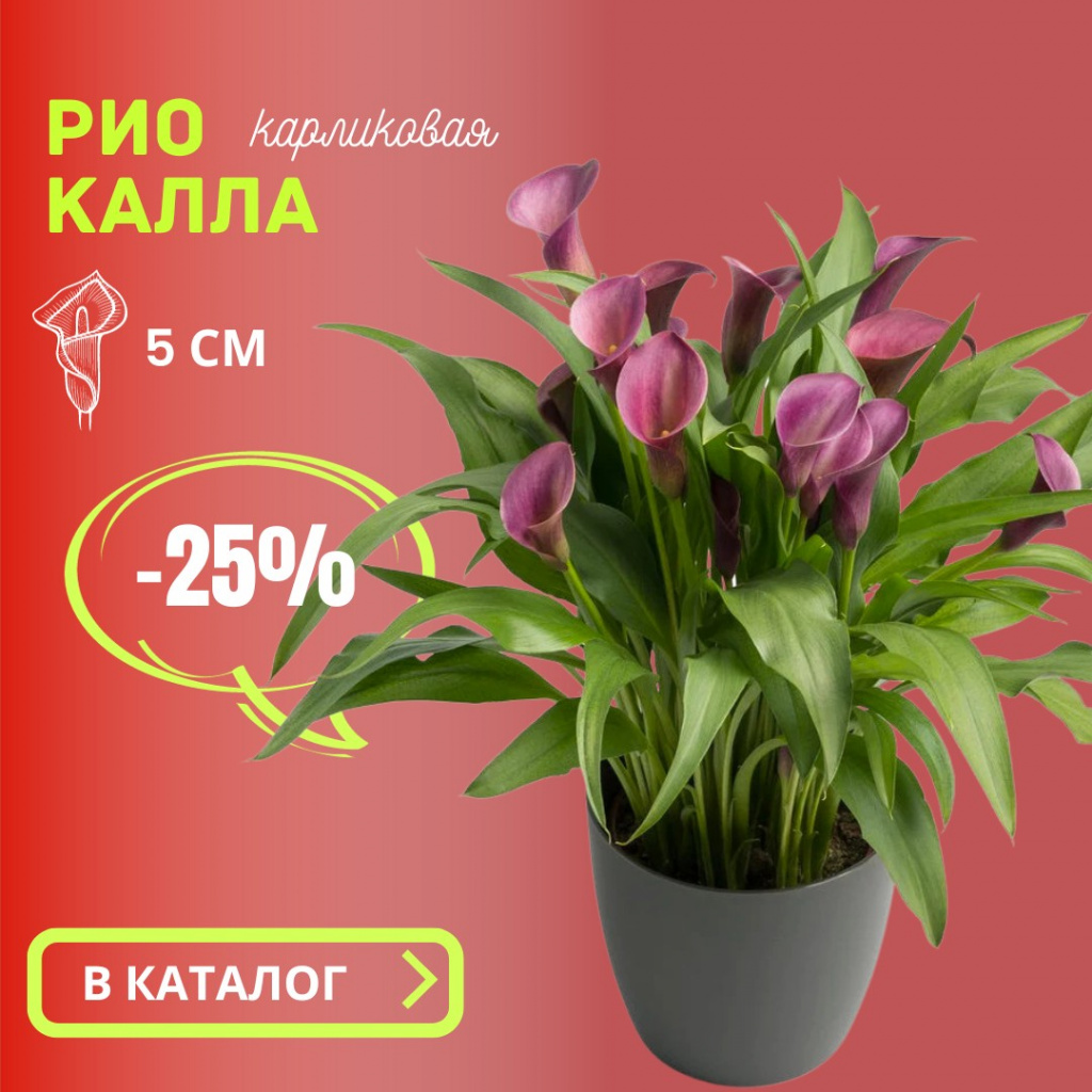 Калла Рио.jpg Калла Рио.jpg