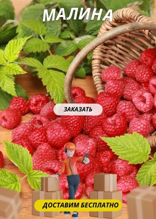 малина.jpg малина.jpg