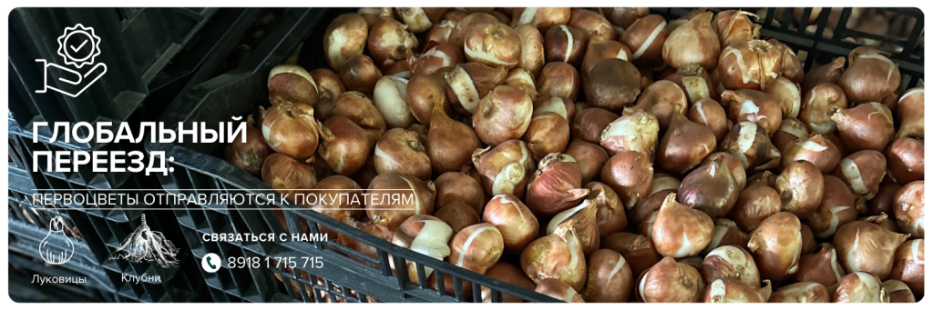 бпаннер (1200 x 400 пикс.).png