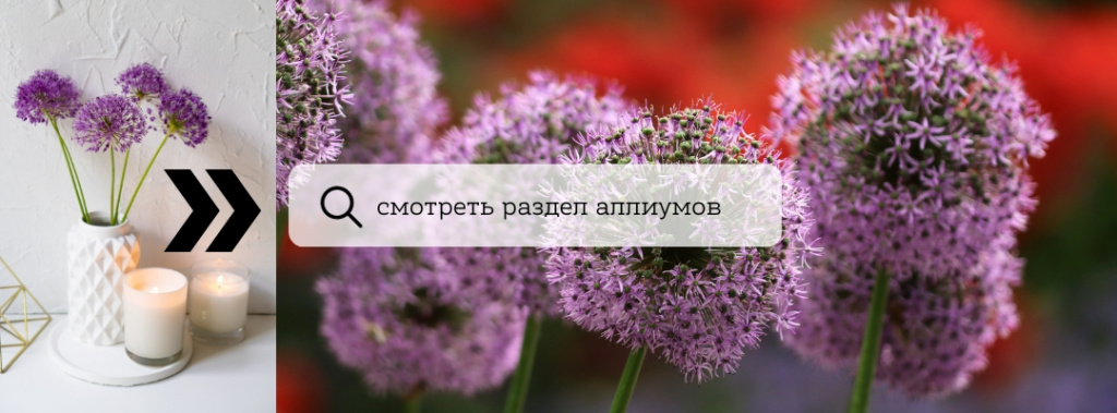 аллиум.jpg аллиум.jpg