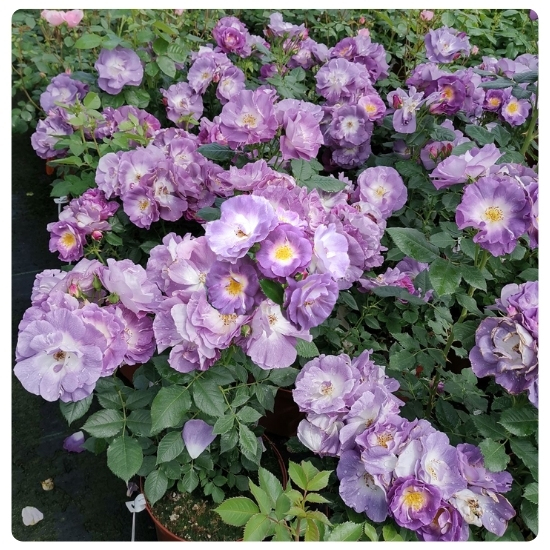 Роза Блю Фо Ю.jpg Роза Блю Фо Ю.jpg