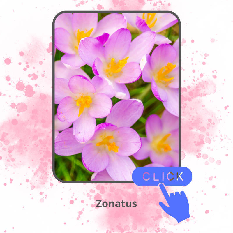 Zonatus.png Zonatus.png