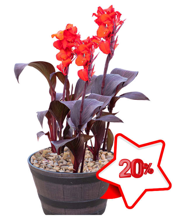 канна.png канна.png