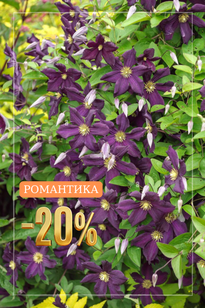 Романтика.png Романтика.png