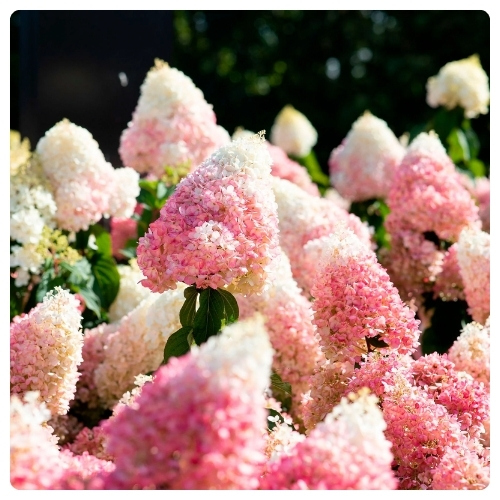 Строберри Блоссом.jpg