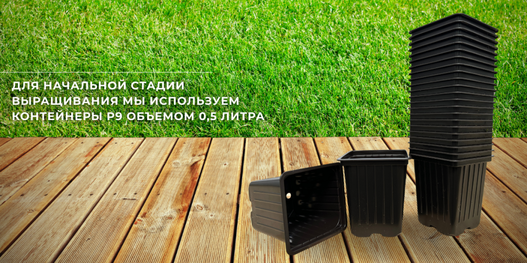 что нужно для посадки клематиса в горшок