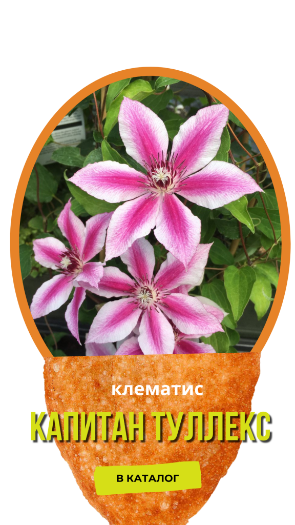 Капитан Туллекс.png