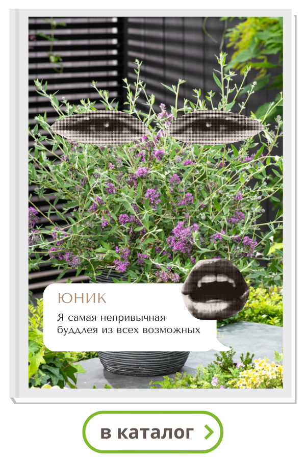 буддлея.png буддлея.png