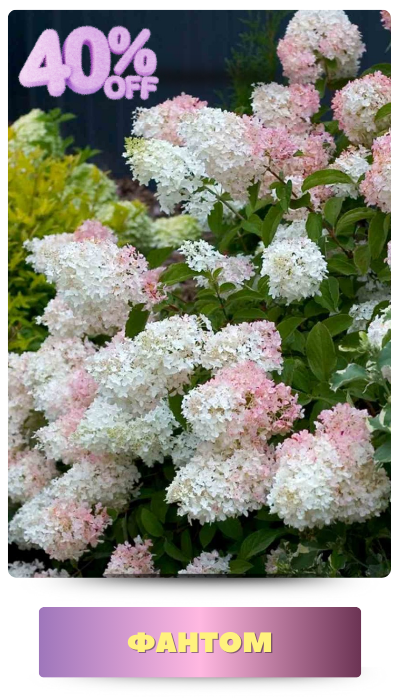 ФАНТОМ (400 x 700 пикс.).png