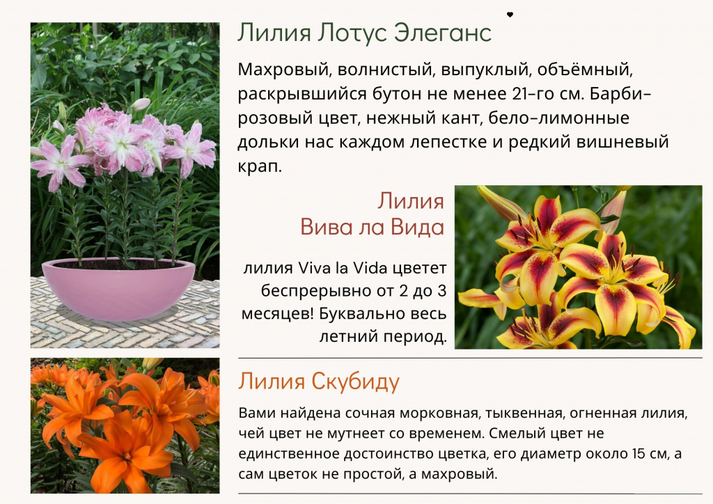 лилии.jpg лилии.jpg